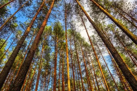 Tall trunks of pine trees on a background of blue sky in the forest Stock Photos