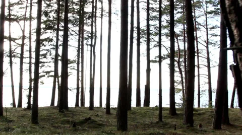 Tall trunks of the pine trees Stock Footage 37281335
