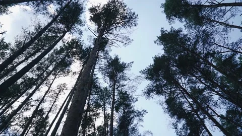 The tall trunks of pine trees in the forest are taken from the bottom up Stock Footage 157059685