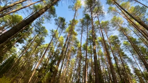 Tall trunks of pine trees in the forest on the blue sky background Stock Footage 221278184