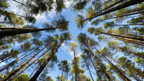 Tall trunks of pine trees in the forest on the blue sky with cloud background Stock Footage 221444603