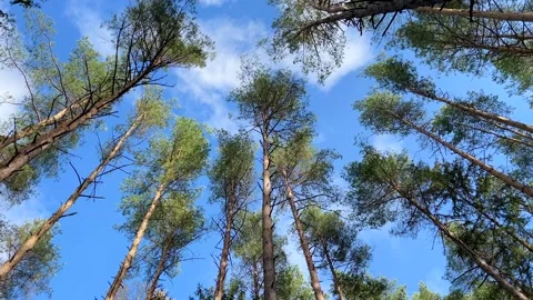 Tall trunks of pine trees in the forest on the blue sky background Stock Footage 260841456
