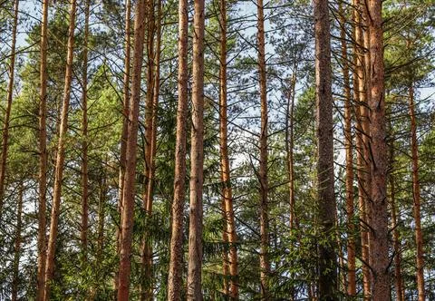 Tall trunks of pine trees in the forest. Natural background 스톡 사진