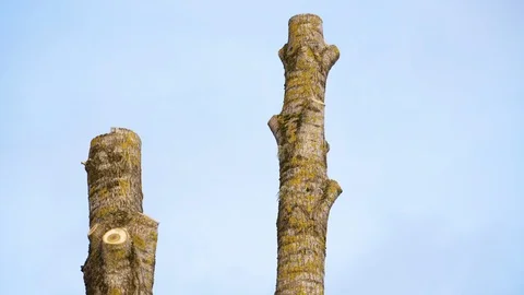 The tall trunks of the tree with no branches in Estonia Stock Footage 126610012