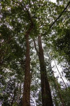 Tall twin tree trunks stretch high up into a dense tropical rainforest canopy 스톡 사진