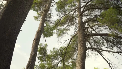 Tall, vibrant Mediterranean pine trees from below Stock Footage 160987923