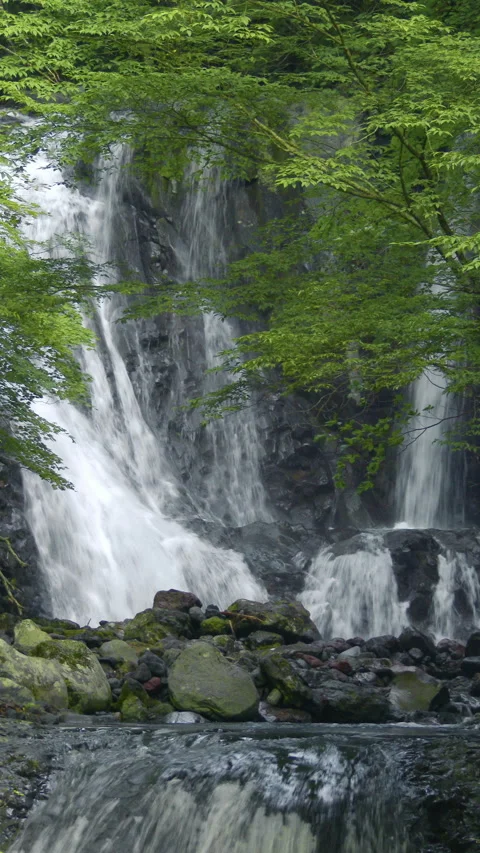 Tall Waterfall Behind Fresh Green Maple Vertical Video 库存影片 346192688