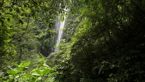 Tall Waterfall Cascading Through Lush Tropical Rainforest, Wide Shot Stock Footage 324769540