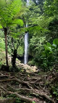 Tall Waterfall Framed by Tree Roots and Tropical Ferns in Bali Jungle Stock Photos