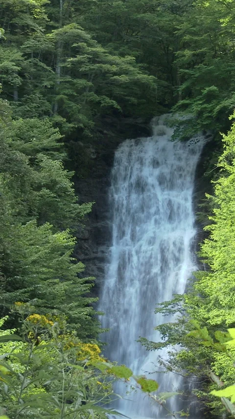 Tall Waterfall in Fresh Green Forest Vertical Video Stock Footage 346069356