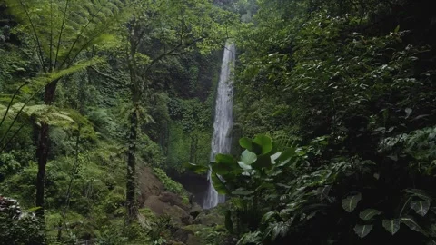 Tall Waterfall Seen Between Tree Fern and Bare Trunk, Buleleng Bali Stock Footage 346709797