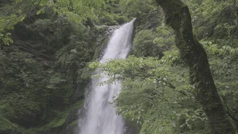Tall Waterfall Through Forest Trees Stock-Footage 343568901
