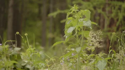 Tall weed Stock Footage 279663056