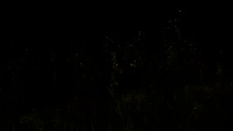 Tall Weeds In Dark Stock Footage 222876590