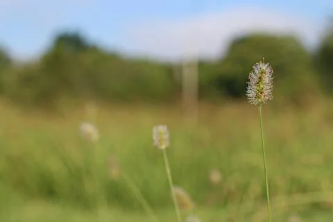 Tall Weeds Growing In Open Pasture Field Stock Photos