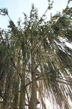 Tall weeping Brewer spruce tree bottom view looking up at sky in forest Stock Photos