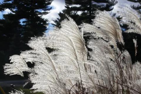 Tall White Grass Stock Photos