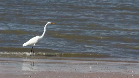 A tall white heron walking by the water, then flying away. Stock Footage