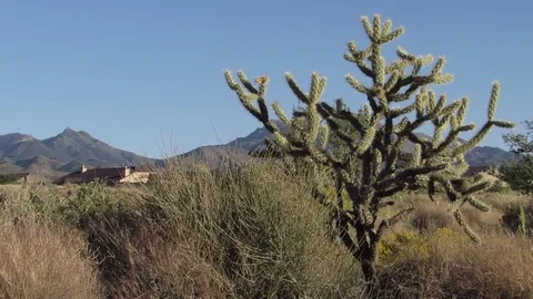 Tall wild Cholla Cactus desert plant with Hualapai mountains in northern Arizona Stock Footage 80745810