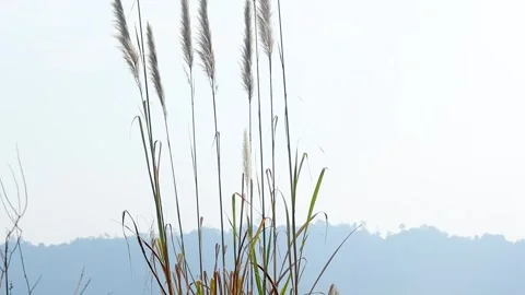 Tall wild grass against soft blue hills and clear sky Stock Footage 328824485