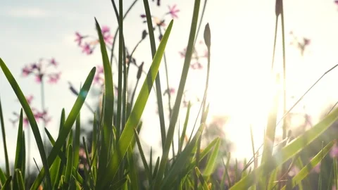 Tall wild grass and delicate pink flowers glowing backlit by the setting sun, cr Stock Footage 310370331