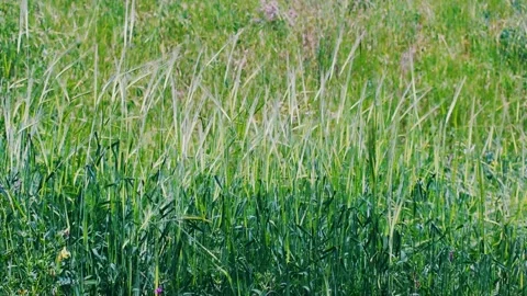 Tall Wild Grass Growing in Dense Green Field Close Up Stock Footage 338384635