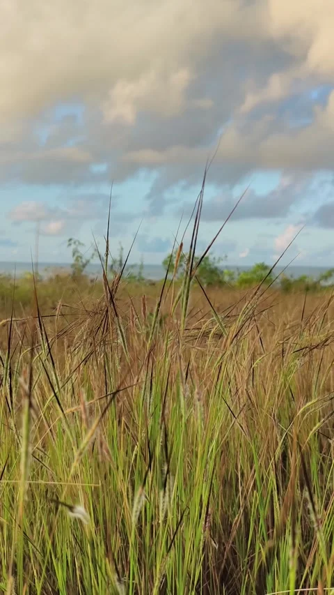 Tall Wild Grass Swaying in Field with Cloudy Sky Background Stock Footage 340465764