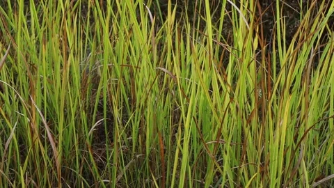 Tall wild grass swaying in wind, green and brown blades close-up Vídeos de archivo 342303062