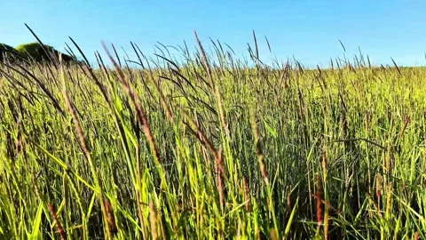 Tall Wild Meadow Grass Swaying in Summer Wind Under Blue Sky Stock Footage 334737364