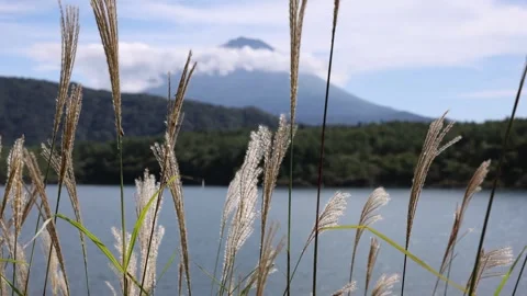 Tall Wispy Grass Blowing In Wind Slow Motion With Mount Fuji In Background Видео 328130081