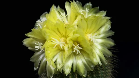Tall yellow cactus Stock Footage 157114739