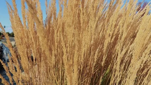 Tall Yellow Feather Reed Grass In Wind A... | Stock Video | Pond5