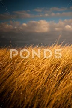Tall yellow grass field at dusk Stock Photos