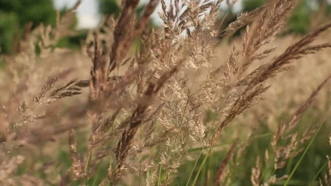Tall, yellow grass in meadow Stock Footage 157066798