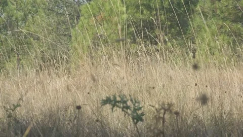 Tall yellow grass in the middle of a pine forest during a summer day with the Stock Footage 137233017