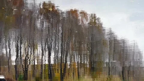 Tall yellow trees swaying, reflection in mirror water Stock Footage 256314185
