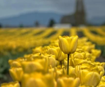 Tall yellow tulip in Skagit County Washington tulip fields Stock Photos