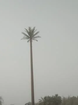 The tallest date tree Stock Photos
