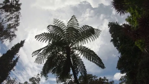 Tallest leaf tree top view from ground l... | Stock Video | Pond5