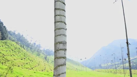  the tallest palm in the world! Stock Footage 144495119
