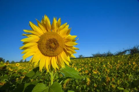 Tallest Sunflower in the field. Stock Photos
