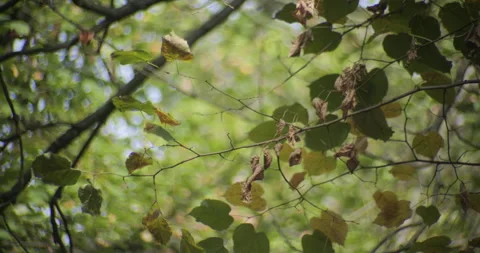 Tallest tree branches with yellow and green leaves 4K video Stock Footage 320595209