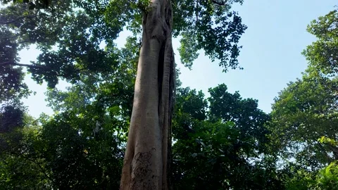 The tallest tree at Satchori Stock Footage 288162452