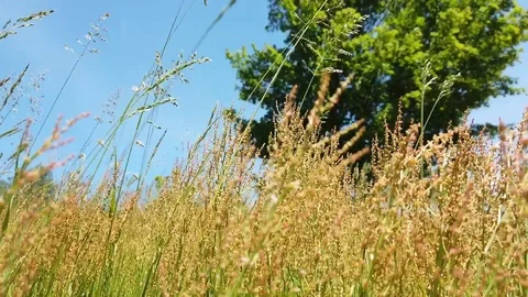 Tallgrass In Meadow Stock Footage 111604789