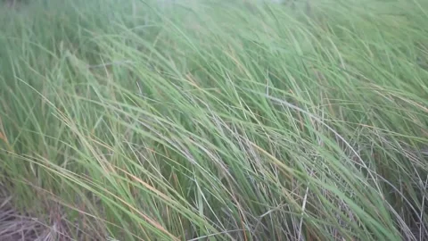 Tallgrass moving in the wind of the Atlantic Ocean, shot in 24 FPS Stock Footage 179026019