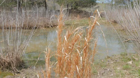 Tallgrass in a River Stock Footage 127949190