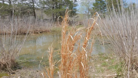 Tallgrass in a River Stock Footage 127949205
