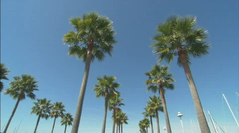 TallPalmTreeRows_lowangle.mov Stock Footage 436115