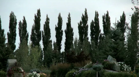 TallTrees  Видео 494862