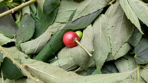 Talok, Tiny Fruit Video stock 237157799